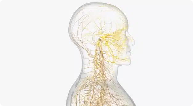 Vagus Nerve Stimulation - Omnipemf 2