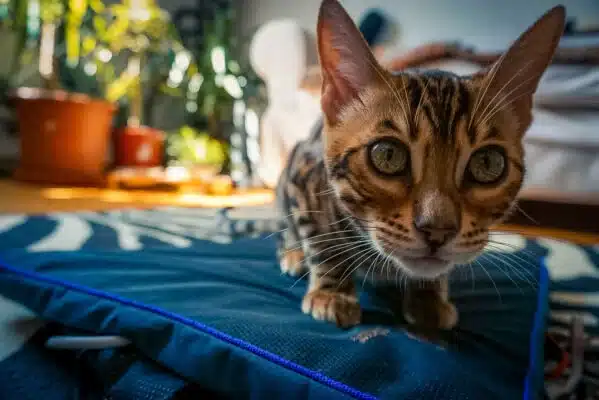 Petspemf Pad for Cats - Omnipemf 13