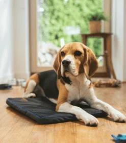 Petspemf Pad for Dogs - Omnipemf 3