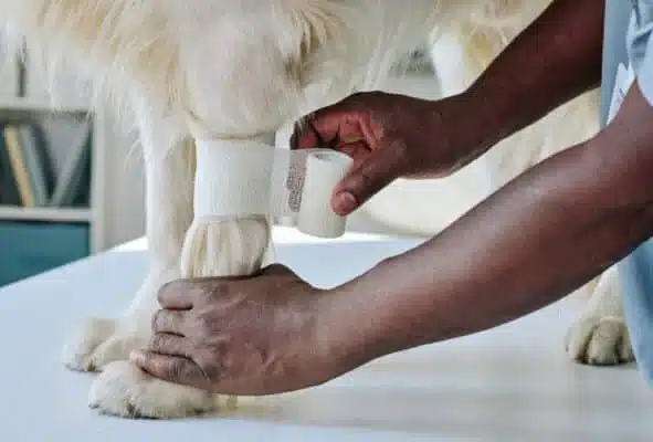 Petspemf Pad for Dogs - Omnipemf 11