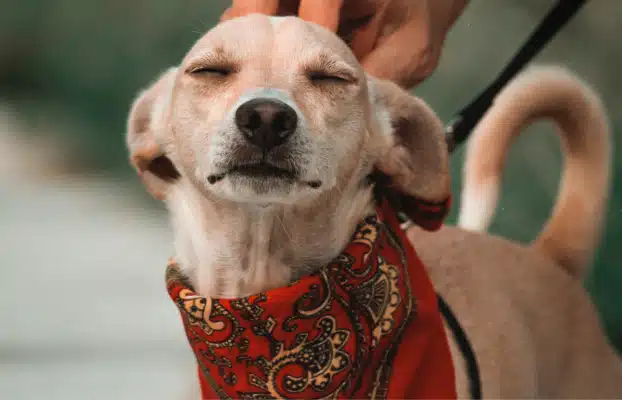 Petspemf Pad for Dogs - Omnipemf 13