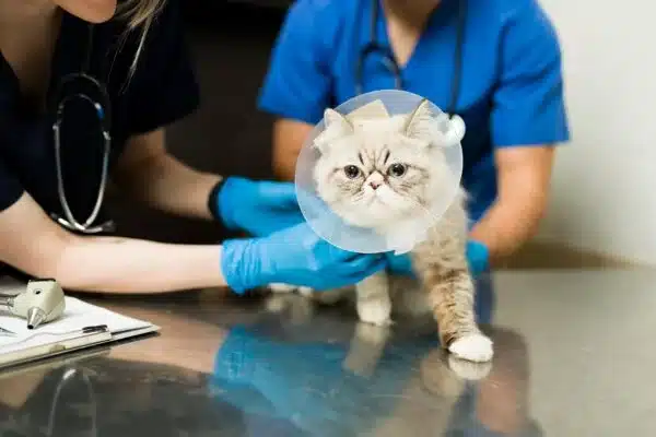 Petspemf Pad for Cats - Omnipemf 11