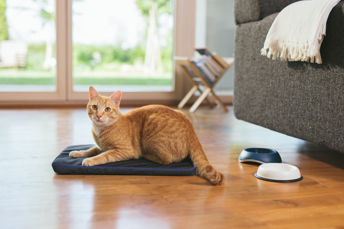 Petspemf Pad for Pets - Image 4