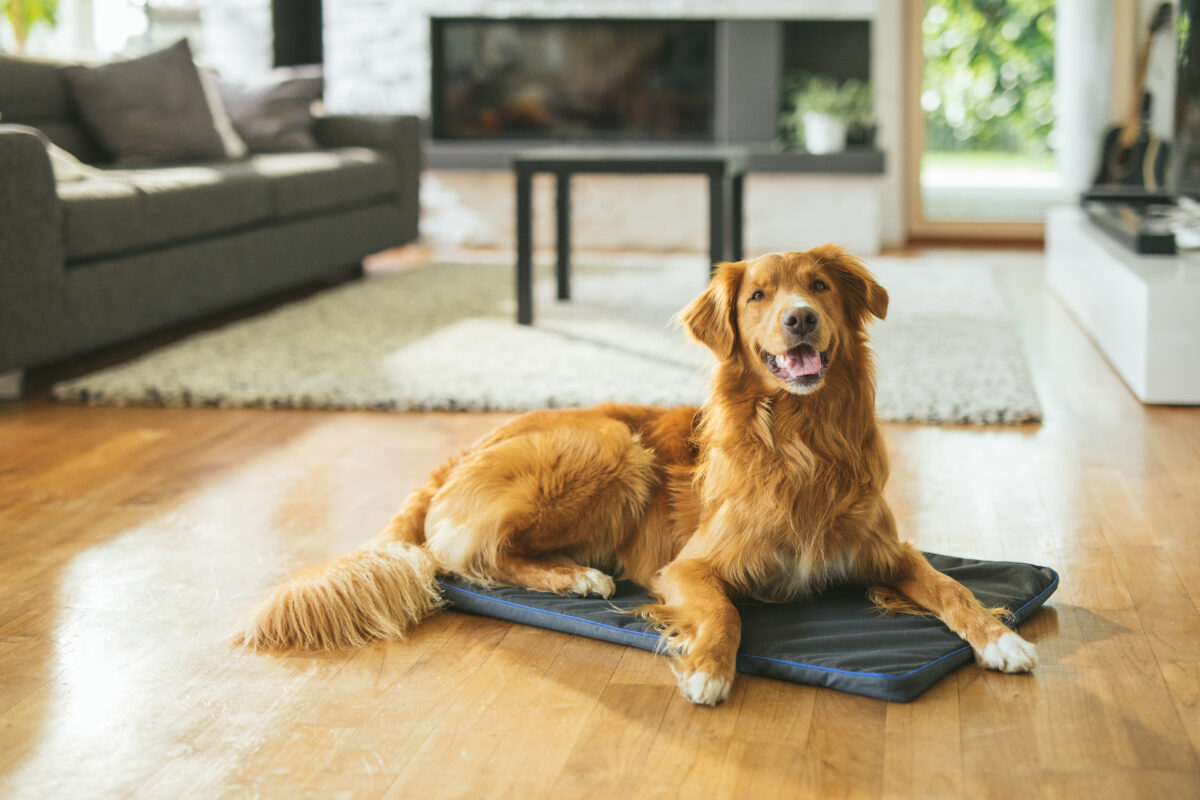 Petspemf Pad for Pets - Image 2