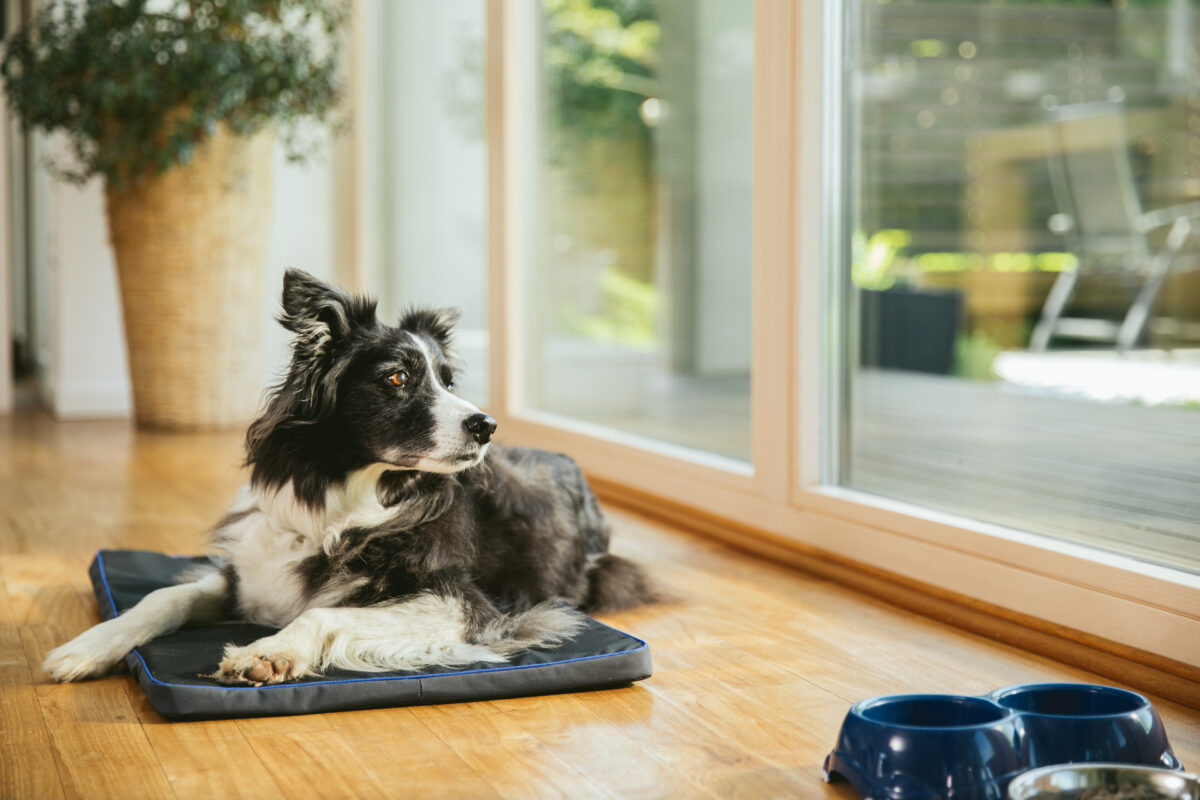 Petspemf Pad for Pets