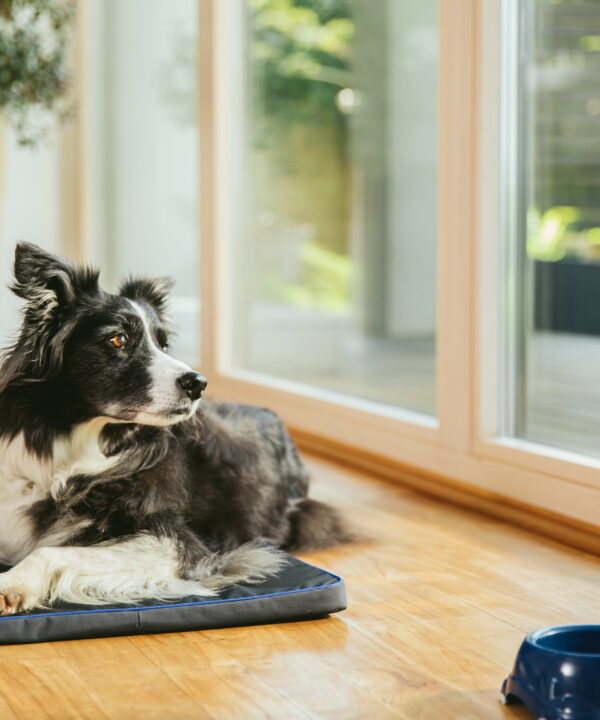 Petspemf Pad for Pets
