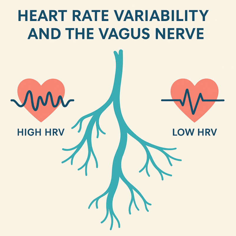 Heart Rate Variability